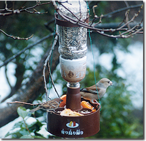 �쒹�p�G�T��@��蒹��